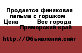 Продается финиковая пальма с горшком › Цена ­ 600 - Все города  »    . Приморский край